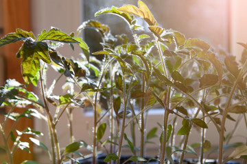 stalks and leaves of young tomato sprouts on a windowsill with sunlight on blurred bokeh background