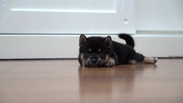 Black Shiba Inu dog are laying and rolling on the wooden floor in the bedroom.
