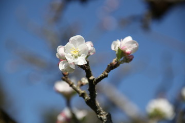 White fresh apple tree bud fertile blossom
