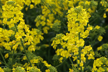 Obraz premium Raps Field - Cultivated colorful raps field in Germany