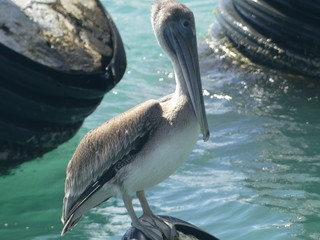 Pelicano en el Muelle
