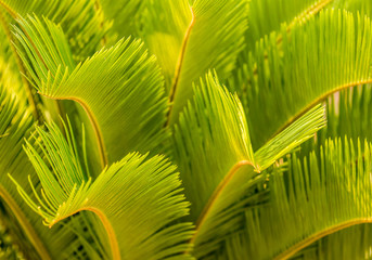 Close up cycad leaves , out door  Chiangmai Thailand