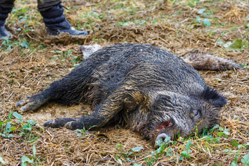 killed wild boar (sus scrofa) after a hunt