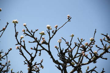 White fresh apple tree bud fertile blossom