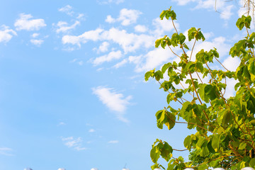 green leaves against clear blue sky.