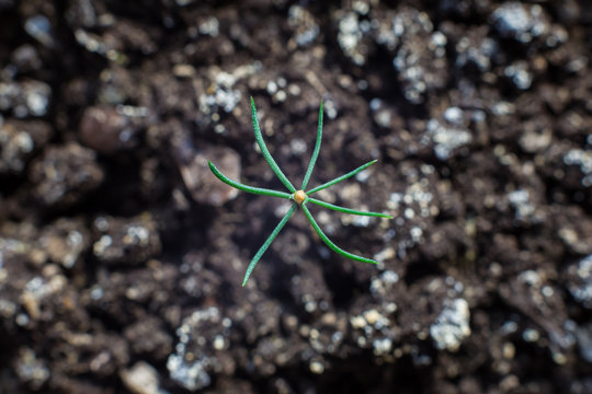 A young green sprout grows from the soil. The view from the top.