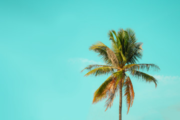 Palm tree on teal sky