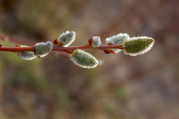 Willow branches with buds close-up. Spring background.