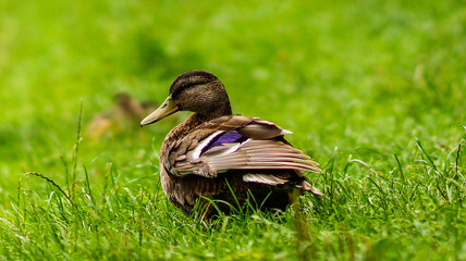 Kaczka w zielonej trawie © Lukasz