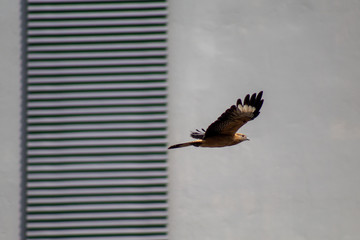 Gavião chimango voando em área urbana de Florianópolis, também conhecido como caracará, caracaraí, chima-chima, chimango-carrapateiro, chimango-do-campo, ximango