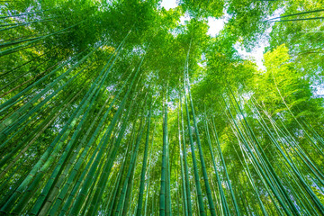 Naklejka premium Sagano Bamboo Forest
