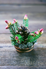 spruce branches, cones in a cup.