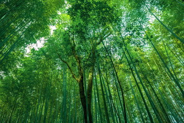 Fototapeta na wymiar Bamboo leaves, background bamboo grove.
