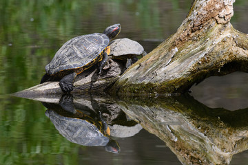 Red Eared Terrapin Turtles AKA Pond slider - Trachemys scripta elegans