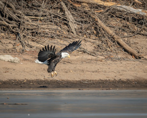Eagle on the Beach About to Pland