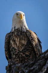 Portrait of an American Bald Eagle Perched in a Tree