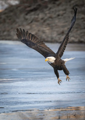 Bald eagle flying and soaring over the Mississippi River on a winter day