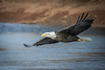 Bald eagle flying and soaring over the Mississippi River on a winter day