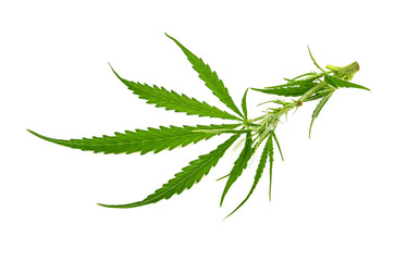 Marijuana leaves, cannabis isolated on a white background. Top view.