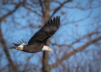 Bald eagle flying and soaring over the Mississippi River on a winter day