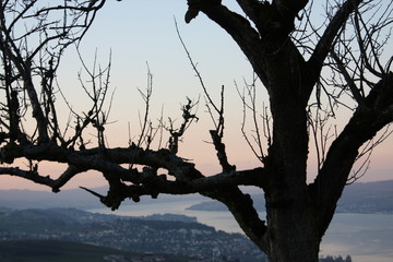 Lake zurich and a tree in front