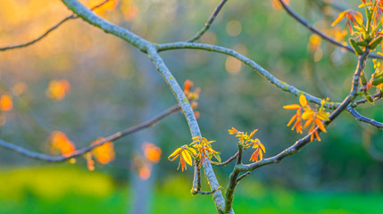 Spring is in the air with buds in the foliage of trees in a green pasture in sunlight at sunrise