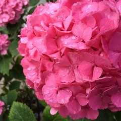 Pink hydrangea flowers and drops