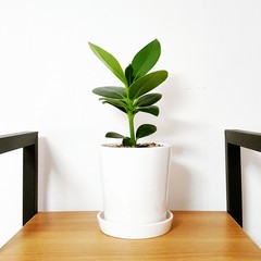 Close-up Of Potted Plant On Table At Home