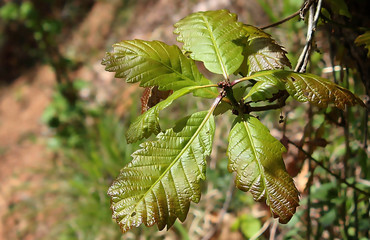 신갈나무 잎