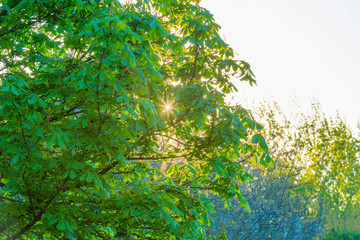 Spring is in the air with buds in the foliage of trees in a green pasture in sunlight at sunrise