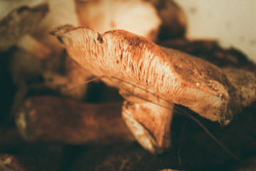 Fresh, raw, collected in the forest, autumn mushrooms