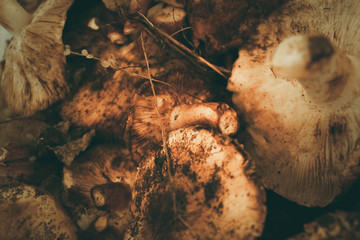 Fresh, raw, collected in the forest, autumn mushrooms
