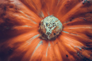 Bright orange pumpkin with a tail closeup.