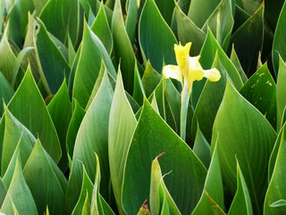 yellow tulip in the garden