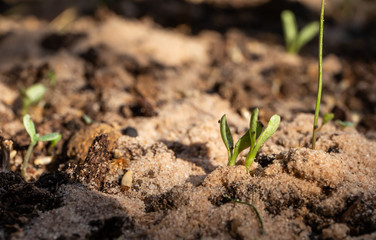 Seedlings begin to grow on sand and compost in spring