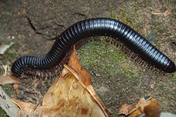 Millipede
