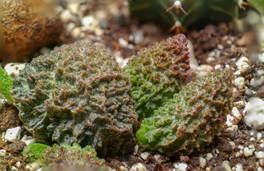 Adromischus Marianae Red Coral Cactus