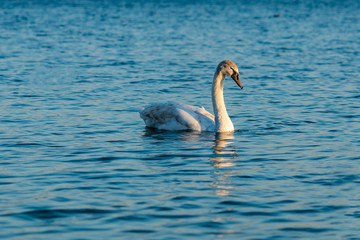 White swan are swimming on the lake