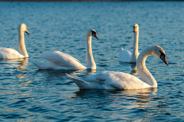 Group Of beautiful Swans In the blue Lake