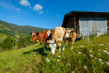 Fototapeta na wymiar Small herd of cows graze in the Alpine meadow