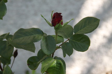 Red vivid rose flower pring bud 