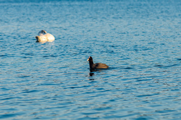 A wild brown duck and other birds in the blue Lake