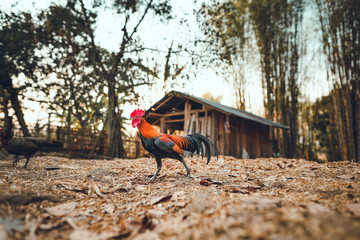 chicken are eating rice seeds in the evening © artrachen