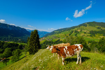 Fototapeta na wymiar Small herd of cows graze in the Alpine meadow