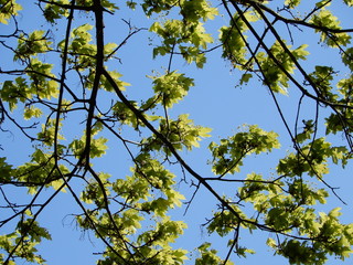 tree branches against blue sky