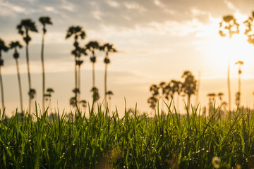 Obraz premium Silhouette of Sugar Palm and Rice Field in Twilight sky,Water reflection Rice fields with sugar palm And canals Sunset Phetchaburi Thailand