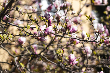 Closeup of spring pink blooming flower in orchard. Macro cherry blossom tree branch.