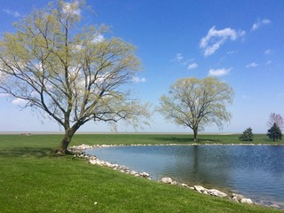 spring landscape with trees and lake