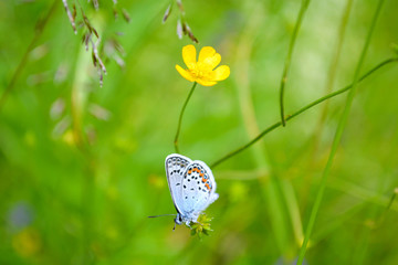 butterfly on a flower