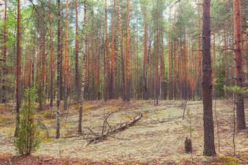 Pine forest on a sunny summer day